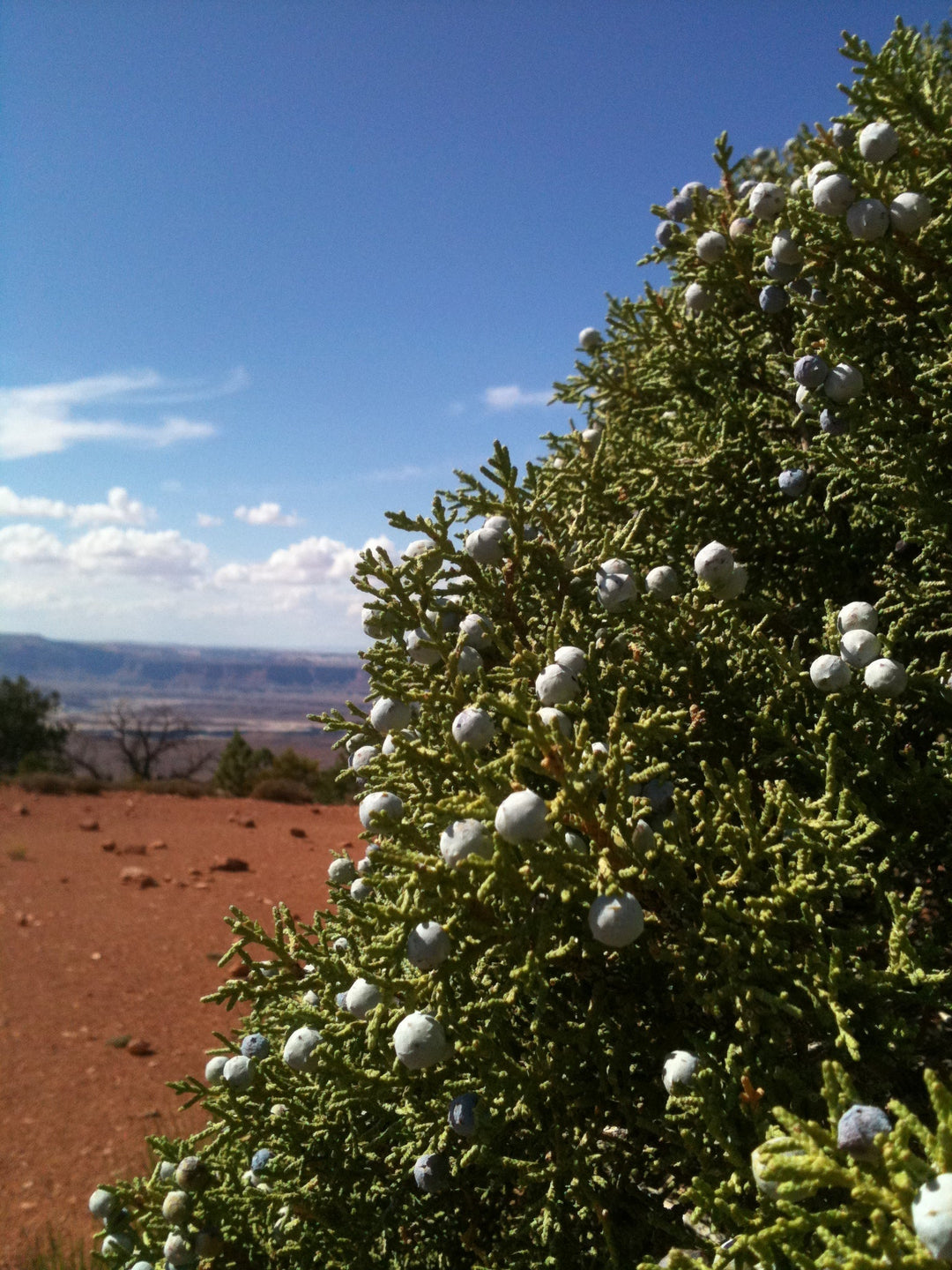 Juniper (Juniperus communis) Simple Tincture (wholesale dosage bottle)