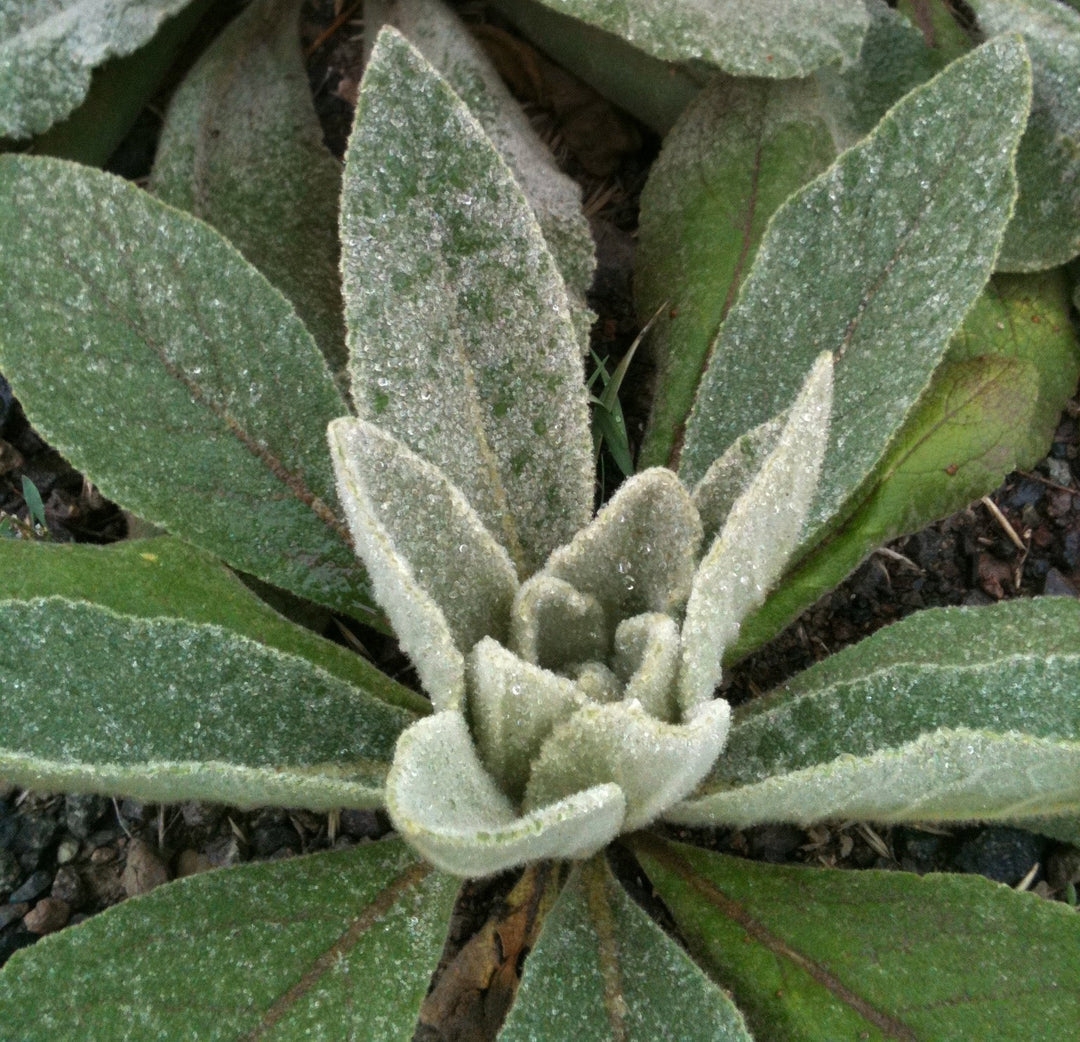 Mullein (Verbascum thapsus) Spagyric Tincture (wholesale dosage bottle)
