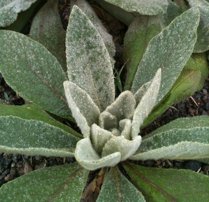 Mullein (Verbascum thapsus) Spagyric Tincture (wholesale dosage bottle)