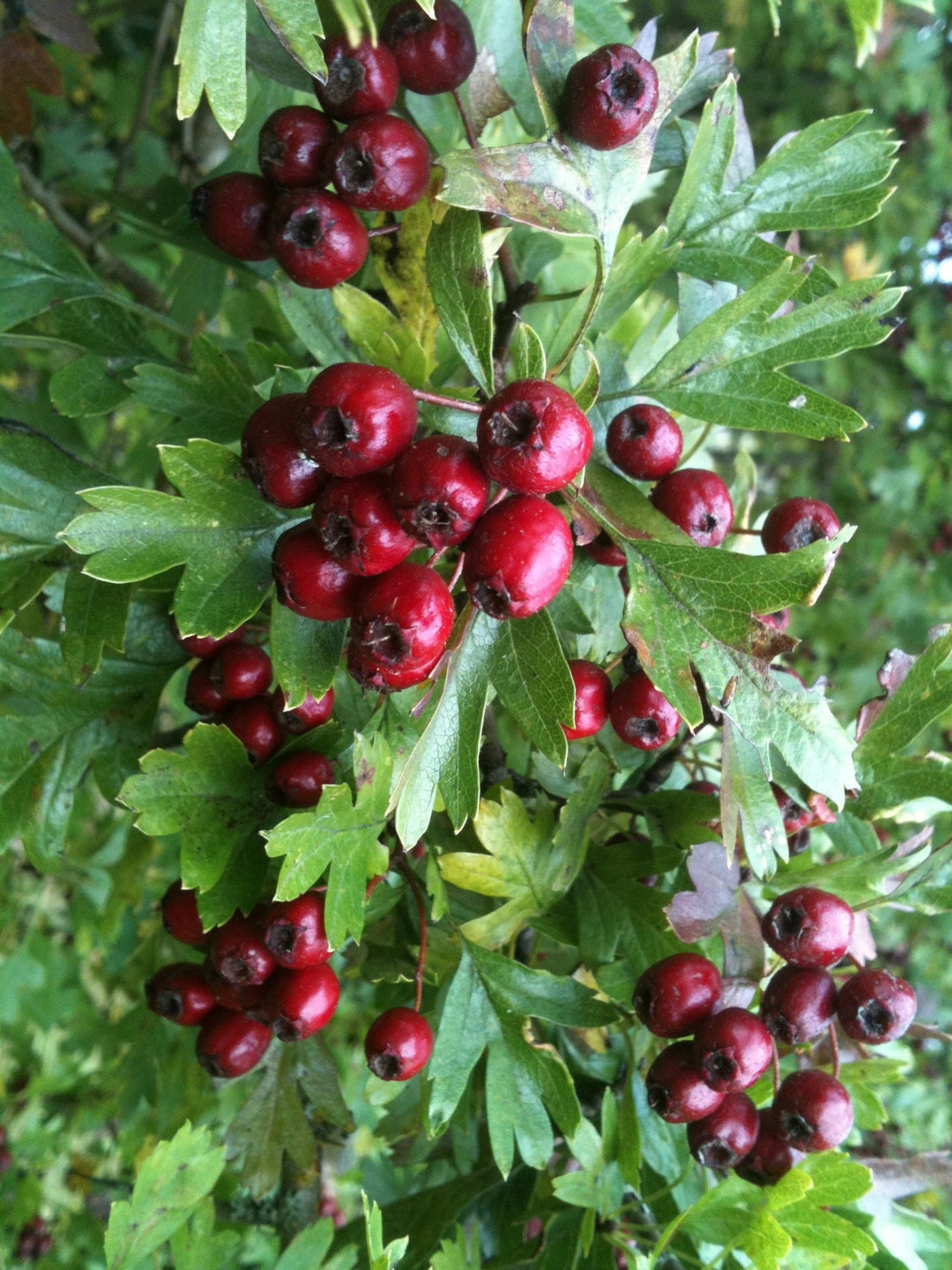Hawthorn Berry (Crataegus monogyna) Spagyric Tincture (wholesale dosage bottle)