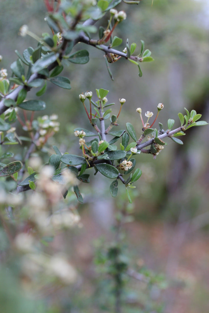 Red Root (Ceanothus velutinus) Spagyric Tincture (wholesale dosage bottle)