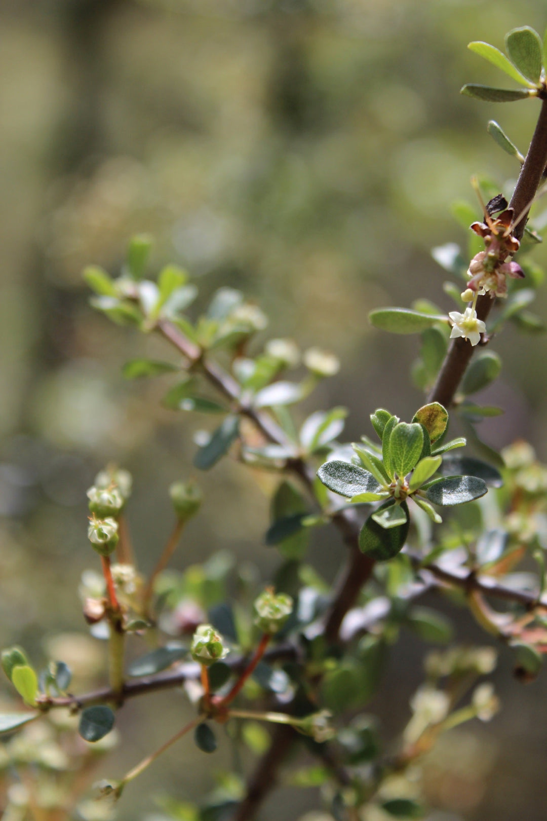 Red Root (Ceanothus velutinus) Spagyric Tincture (wholesale dosage bottle)