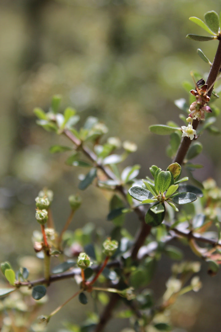 Red Root (Ceanothus velutinus) Spagyric Tincture (wholesale dosage bottle)