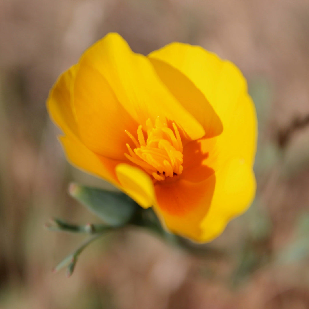 California Poppy (Eschscholzia californica) Spagyric Tincture (wholesale dosage bottle)