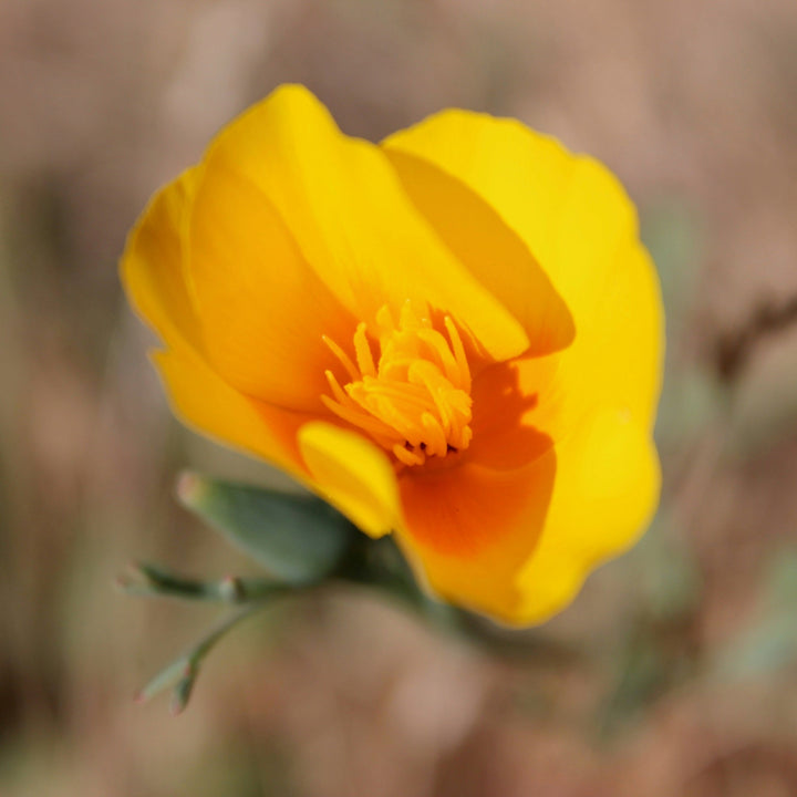 California Poppy (Eschscholzia californica) Spagyric Tincture (wholesale dosage bottle)