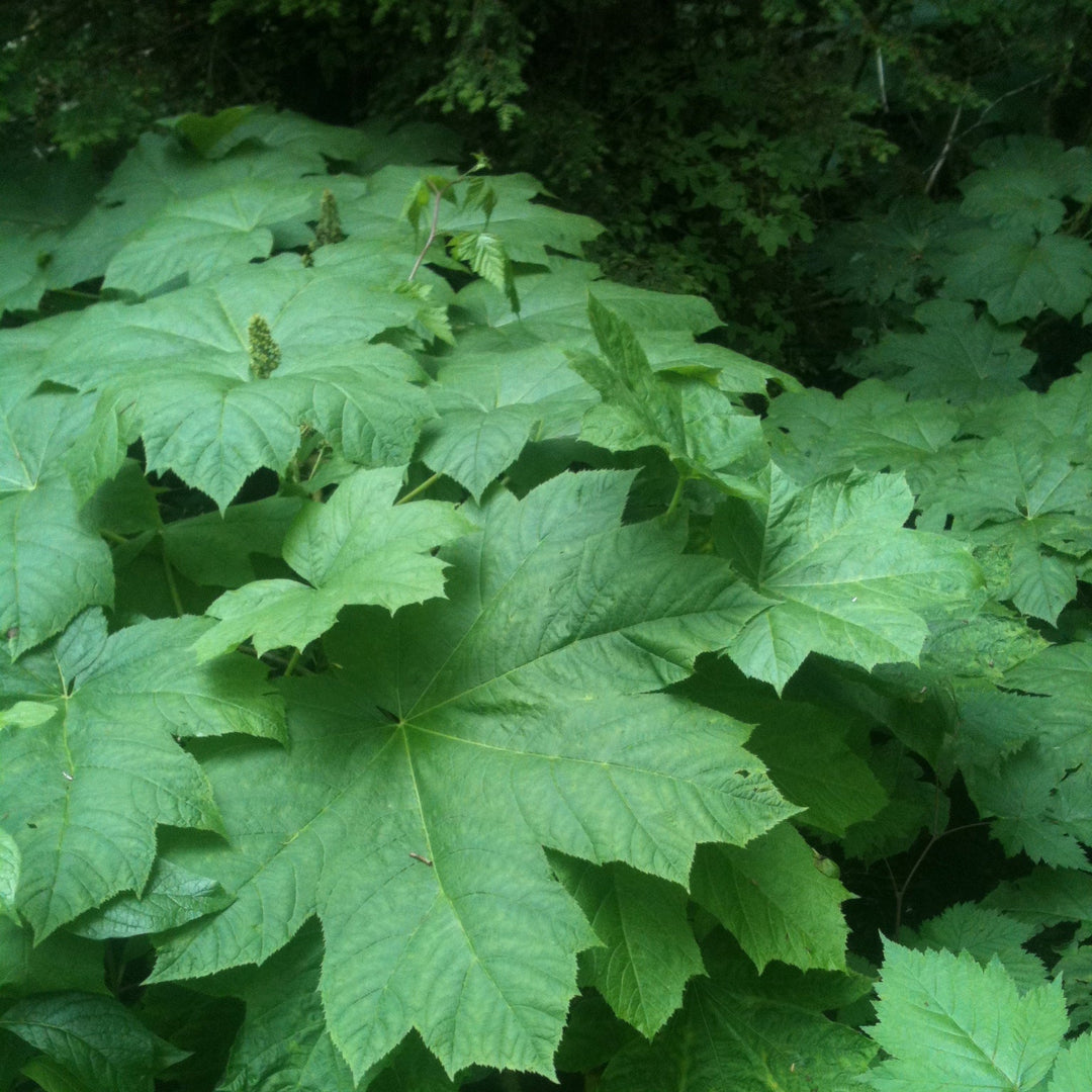 Devil’s Club (Oplopanax horridus) Spagyric Tincture (wholesale dosage bottle)