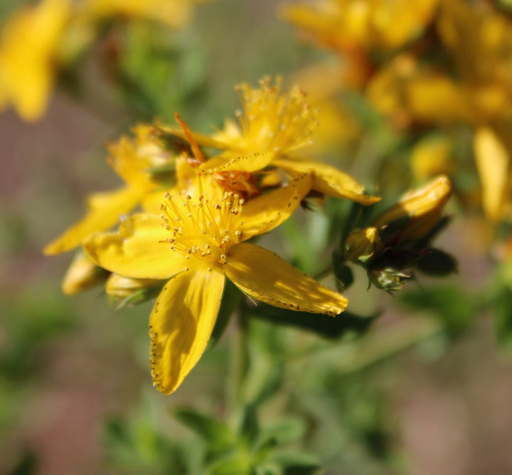 St. John's Wort (Hypericum perforatum) Spagyric Essence (wholesale dosage bottle)