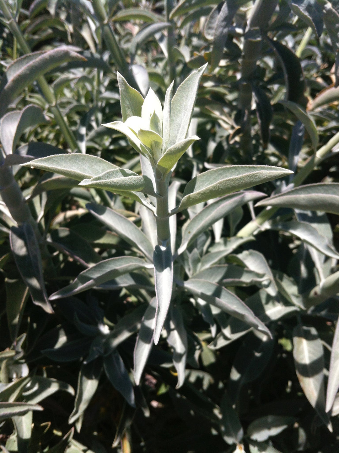 White Sage (Salvia apiana) Spagyric Essence (wholesale dosage bottle)