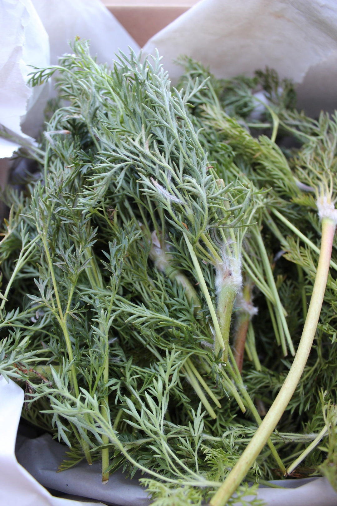 Pulsatilla (Anemone occidentalis) Spagyric Tincture (wholesale dosage bottle)