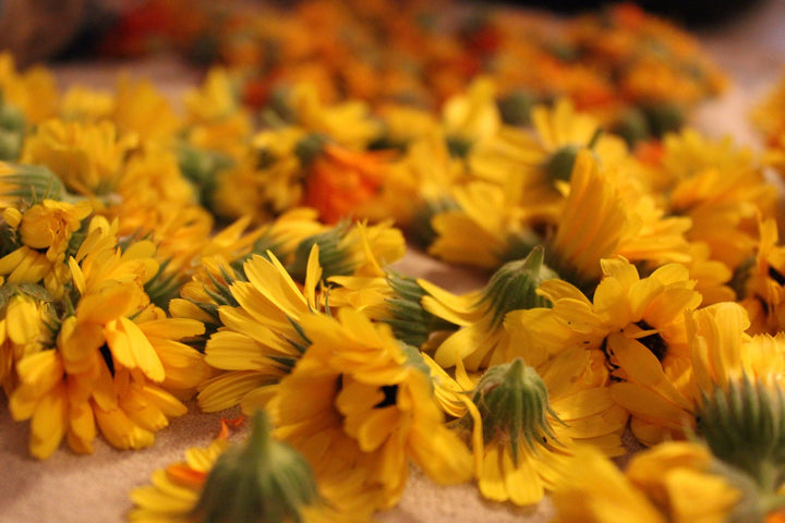 Calendula (Calendula officinalis) Spagyric Tincture (wholesale dosage bottle)