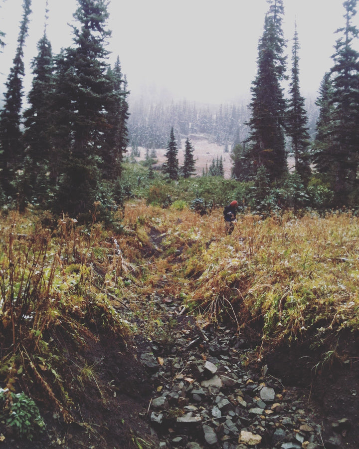 Osha (Ligusticum grayii) Spagyric Tincture (wholesale dosage bottle)