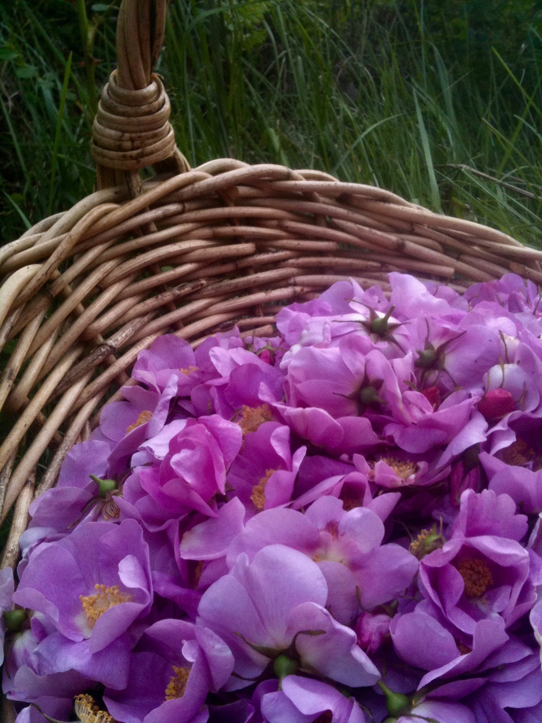 Wild Rose (Rosa nutkana) Spagyric Tincture (wholesale dosage bottle)