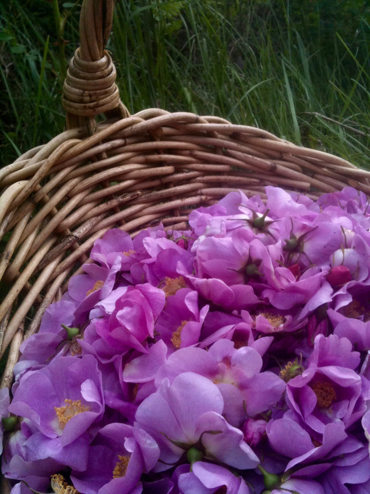 Wild Rose (Rosa nutkana) Spagyric Tincture (wholesale dosage bottle)