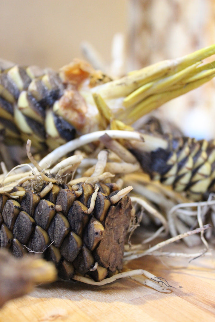 Yellow Pond Lily (Nuphar lutea) Spagyric Tincture (wholesale dosage bottle)