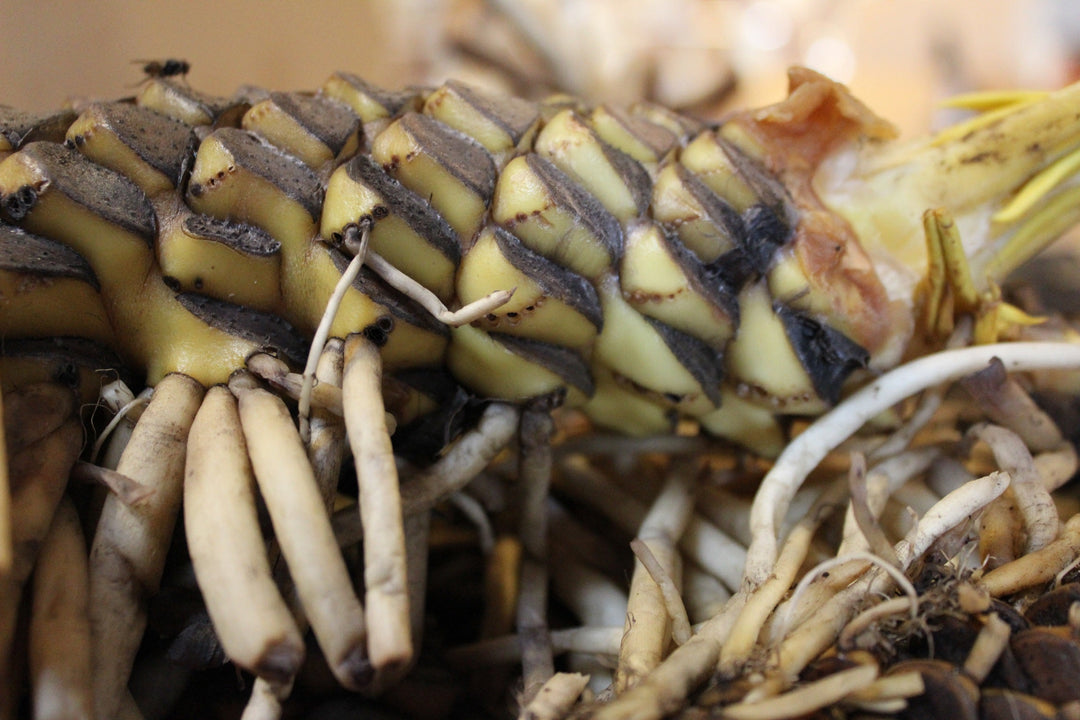 Yellow Pond Lily (Nuphar lutea) Spagyric Tincture (wholesale dosage bottle)