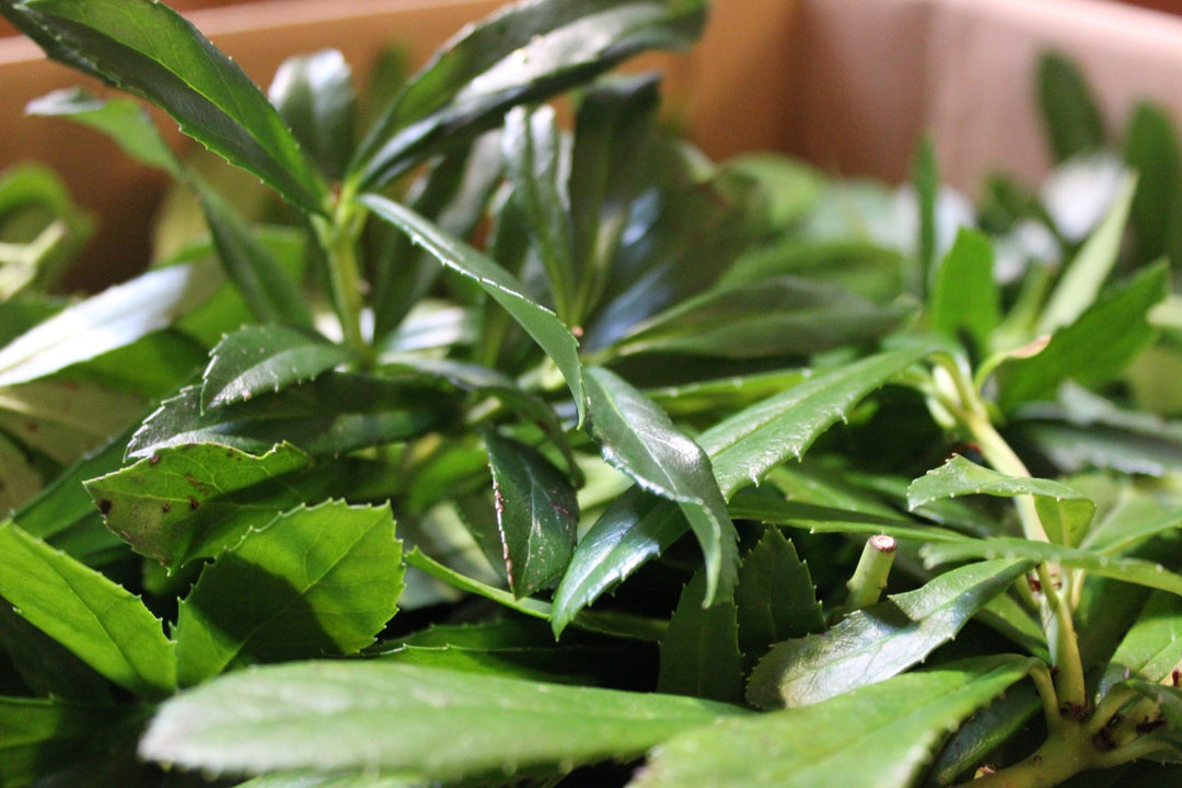 Pipsissewa (Chimaphila umbellata) Spagyric Tincture (wholesale dosage bottle)