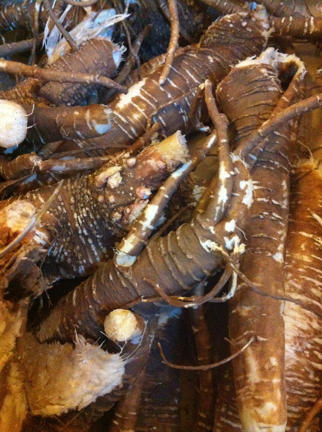 Poke (Phytolacca decandra) Spagyric Tincture (wholesale dosage bottle)