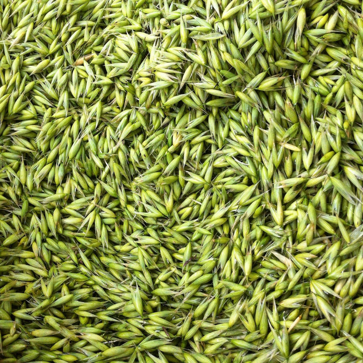 Milky Oats (Avena sativa) Spagyric Tincture (wholesale dosage bottle)