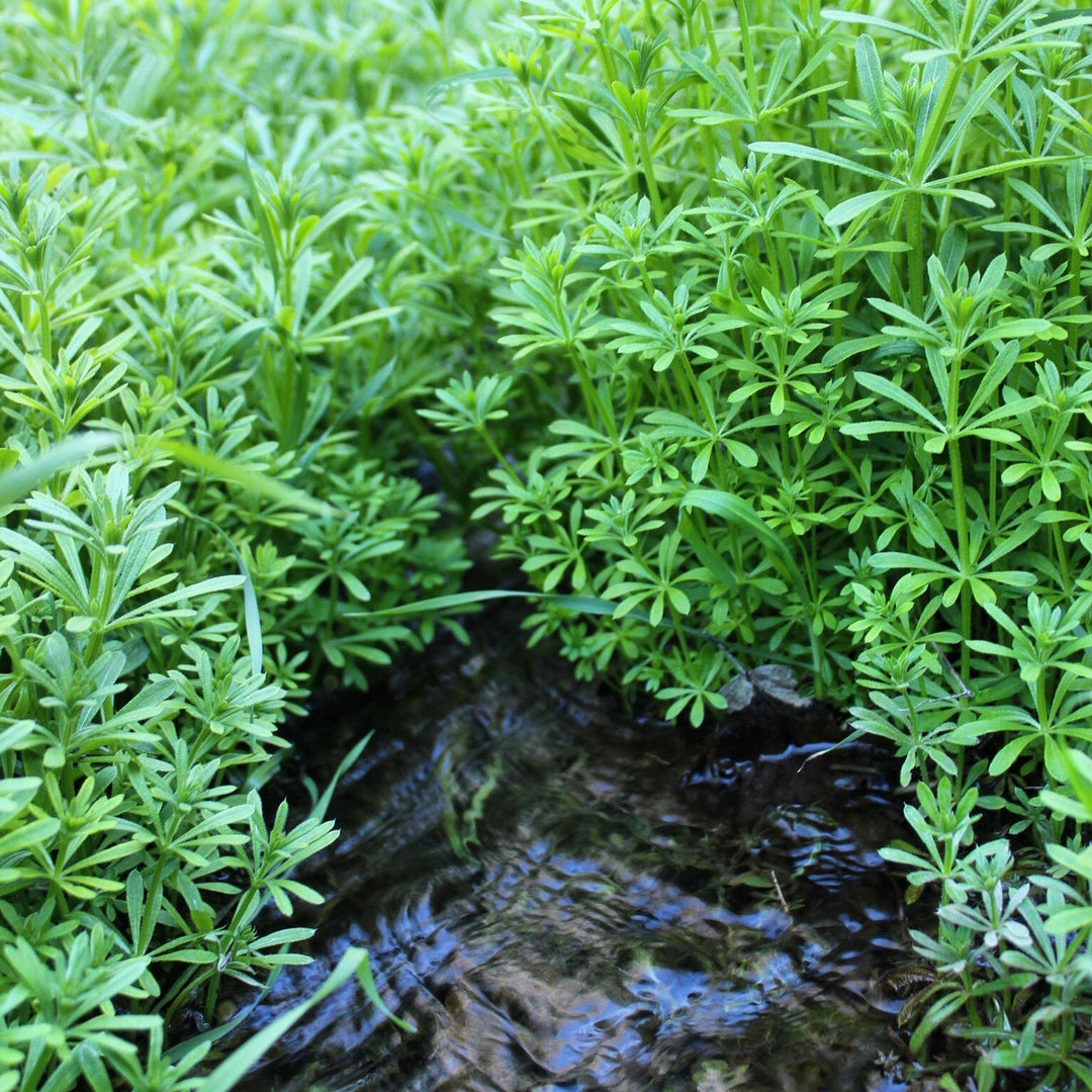 Cleavers (Galium aparine) Spagyric Essence (wholesale dosage bottle)