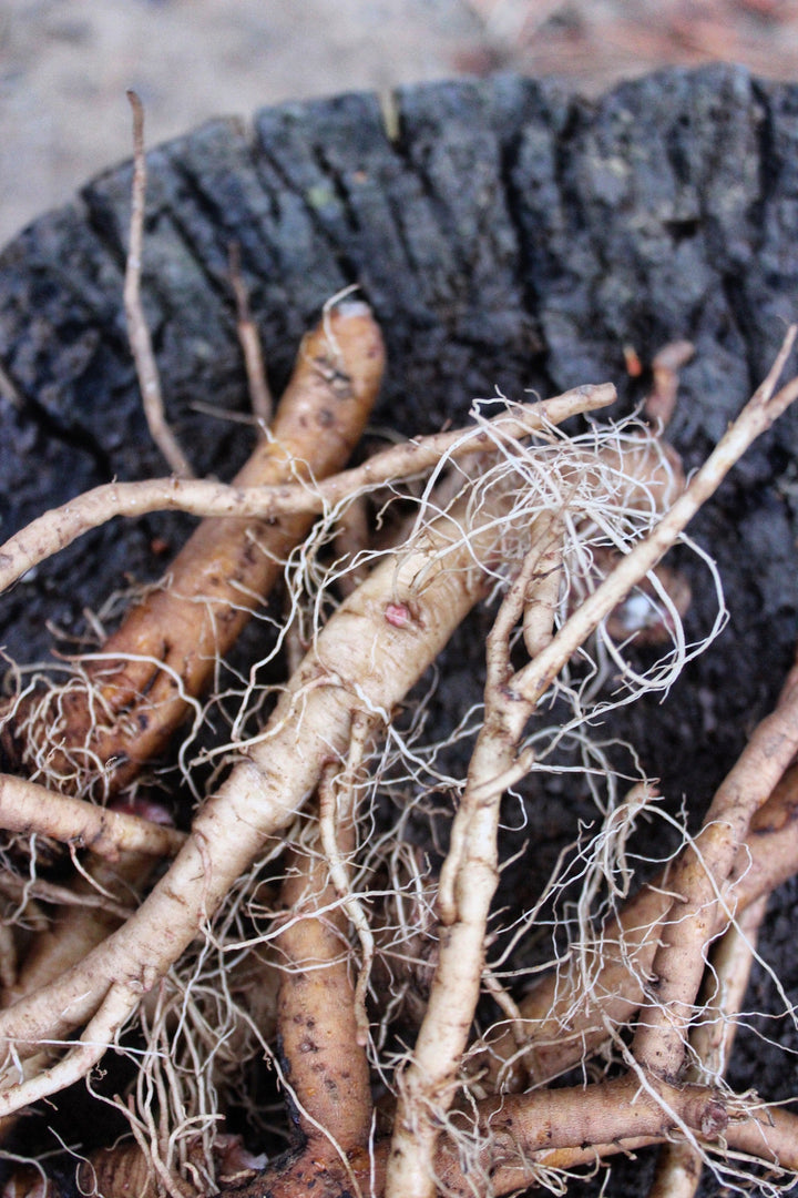 Dandelion Root (Taraxacum officinale) Spagyric Tincture (wholesale dosage bottle)