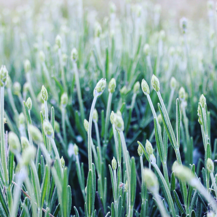 Lavender (Lavandula angustifolia) Spagyric Tincture (wholesale dosage bottle)