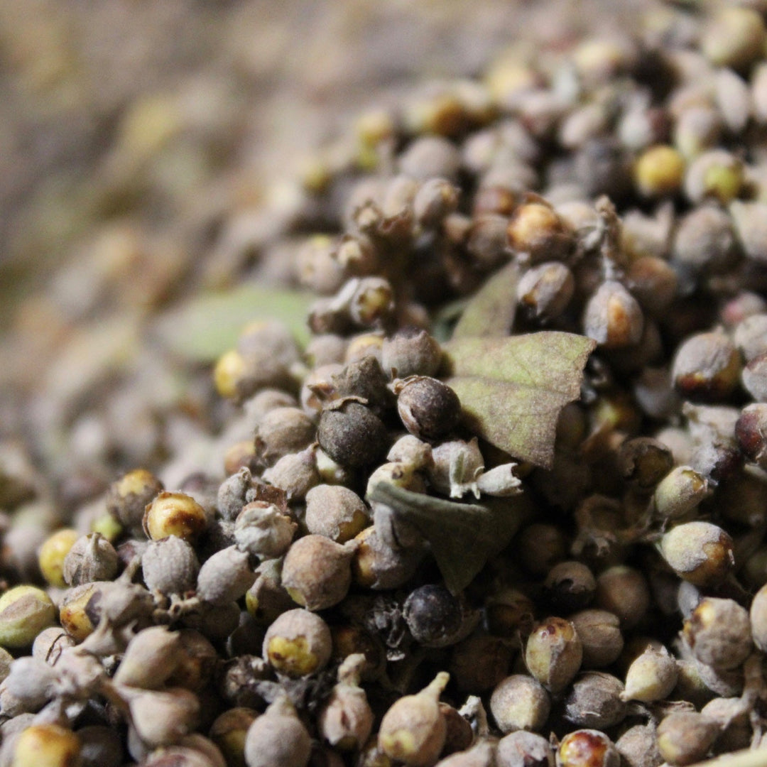 Chaste Tree (Vitex agnus-castus) Spagyric Tincture (wholesale dosage bottle)