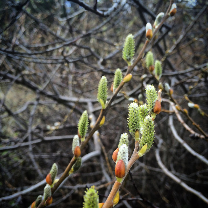 Willow (Salix alba) Spagyric Tincture (wholesale dosage bottle)