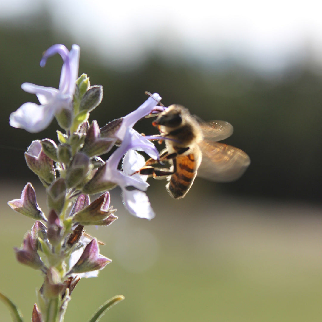 Rosemary (Rosmarinus officinalis) Spagyric Tincture (wholesale)
