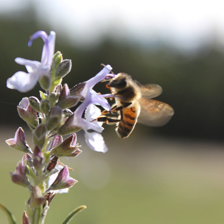 Rosemary (Rosmarinus officinalis) Spagyric Tincture (wholesale)
