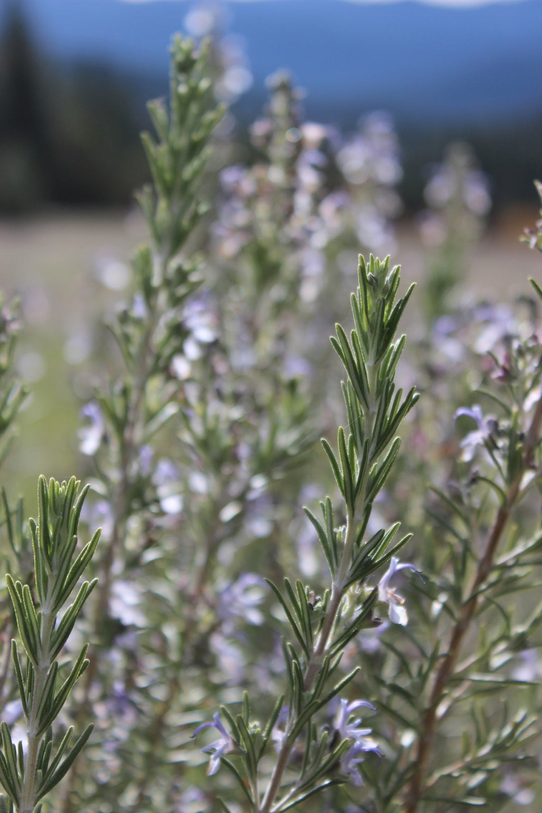 Rosemary (Rosmarinus officinalis) Spagyric Tincture (wholesale dosage bottle)