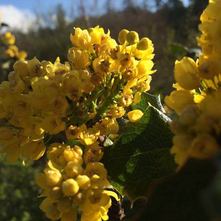 Oregon Grape (Mahonia aquifolium) Spagyric Tincture (wholesale dosage bottle)
