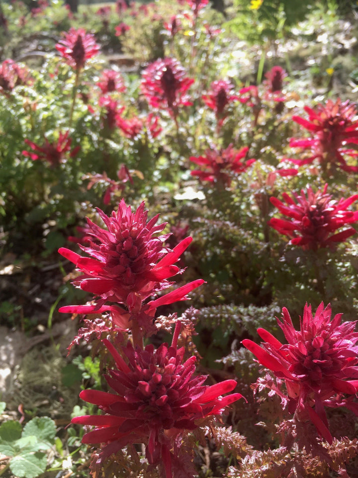 Pedicularis (Pedicularis densiflora) Spagyric Tincture (wholesale dosage bottle)