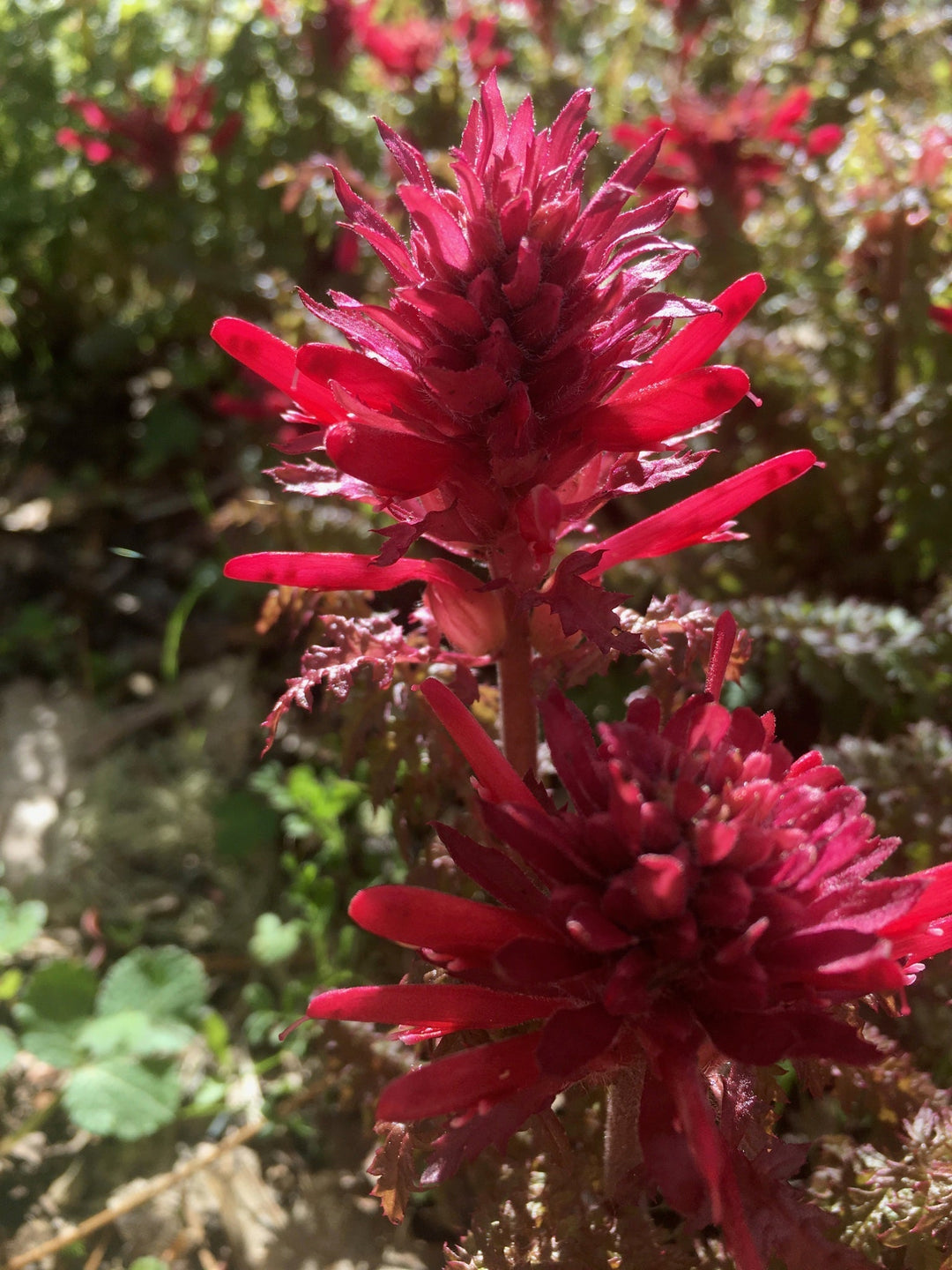 Pedicularis (Pedicularis densiflora) Spagyric Tincture (wholesale dosage bottle)