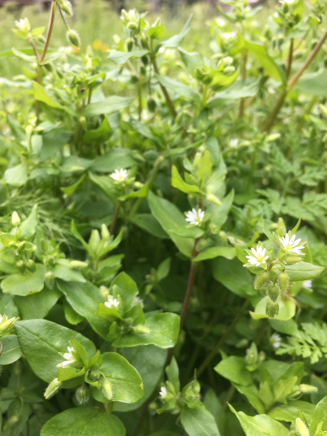 Chickweed (Stellaria media) Spagyric Tincture (wholesale dosage bottle)