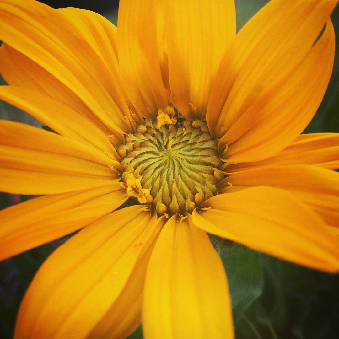 Balsam Root (Balsamorrhiza sagittata) Spagyric Tincture (wholesale dosage bottle)