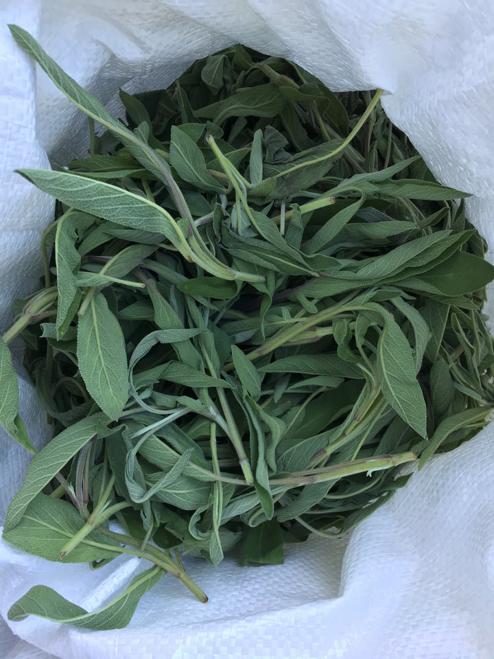 Sage (Salvia officinalis) Spagyric Tincture (wholesale dosage bottle)