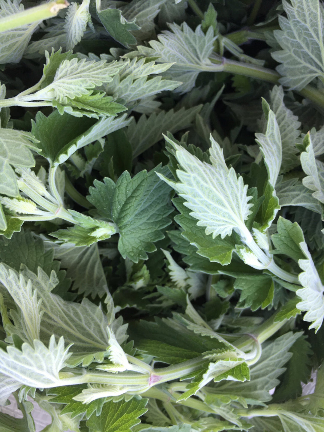 Catnip (Nepeta cataria) Spagyric Essence (wholesale dosage bottle)