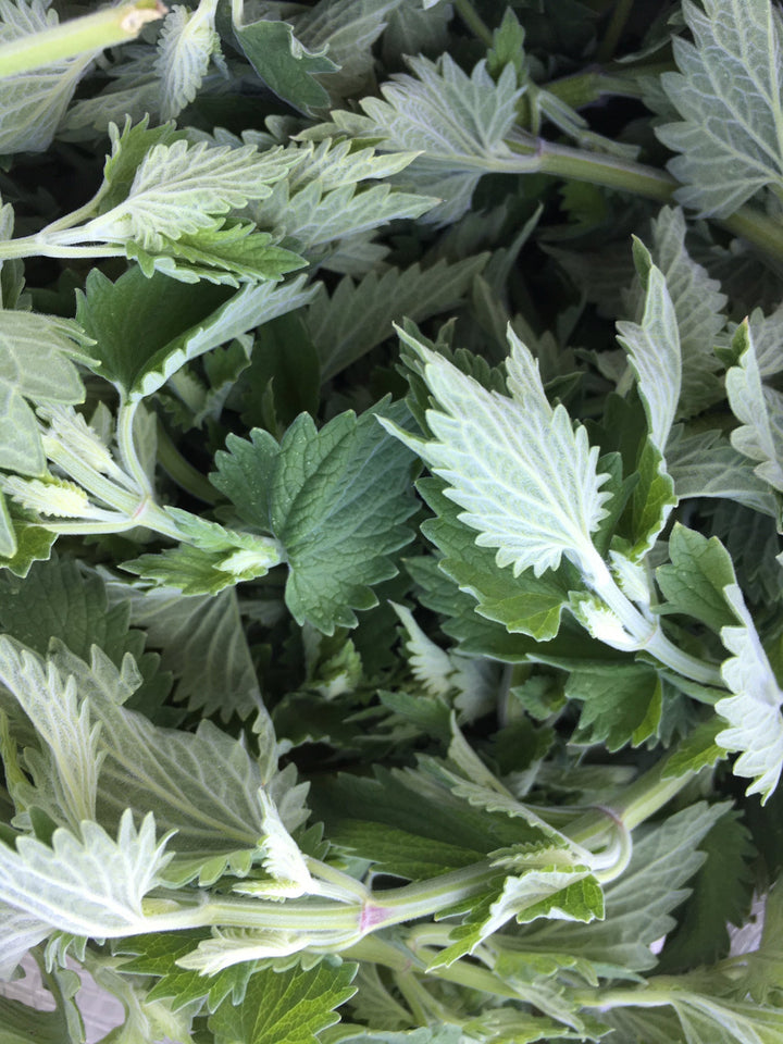 Catnip (Nepeta cataria) Spagyric Essence (wholesale dosage bottle)