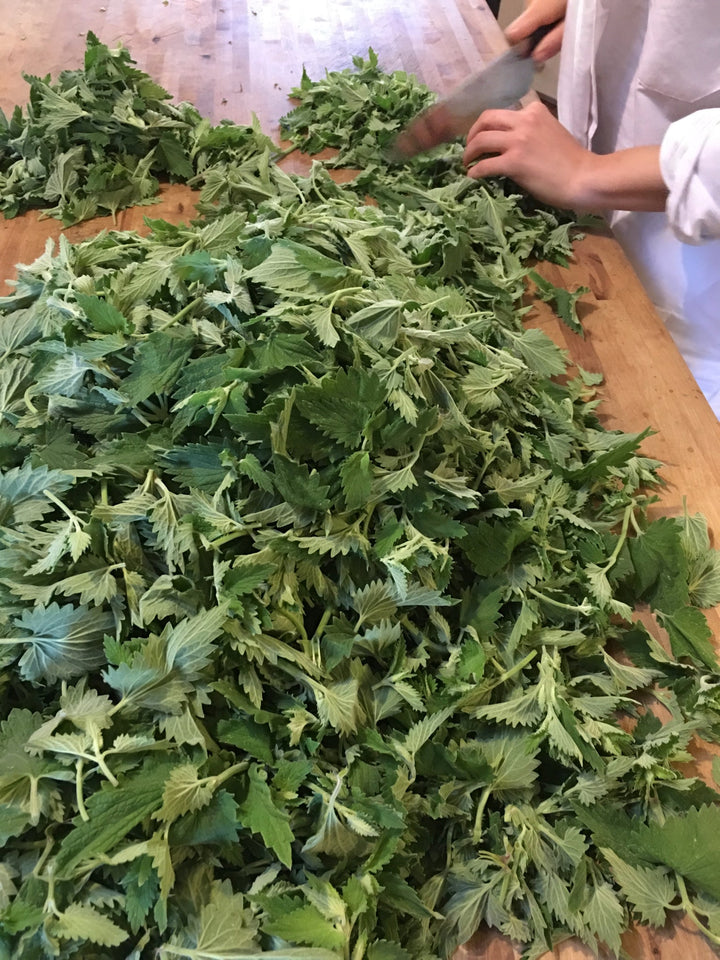 Catnip (Nepeta cataria) Spagyric Tincture (wholesale dosage bottle)