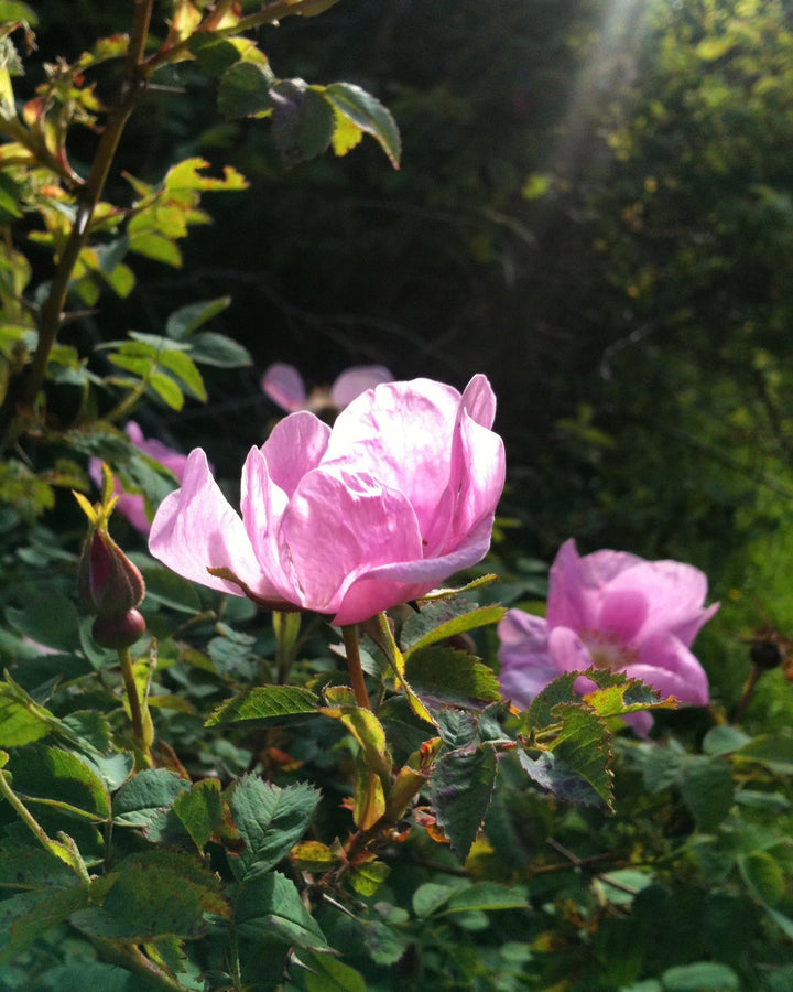 Wild Rose (Rosa nutkana) Spagyric Tincture (wholesale dosage bottle)