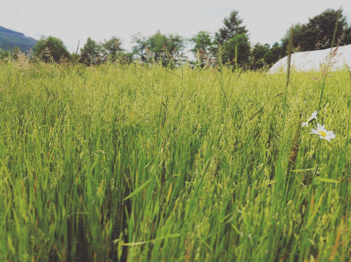 Milky Oats (Avena sativa) Spagyric Tincture (wholesale dosage bottle)