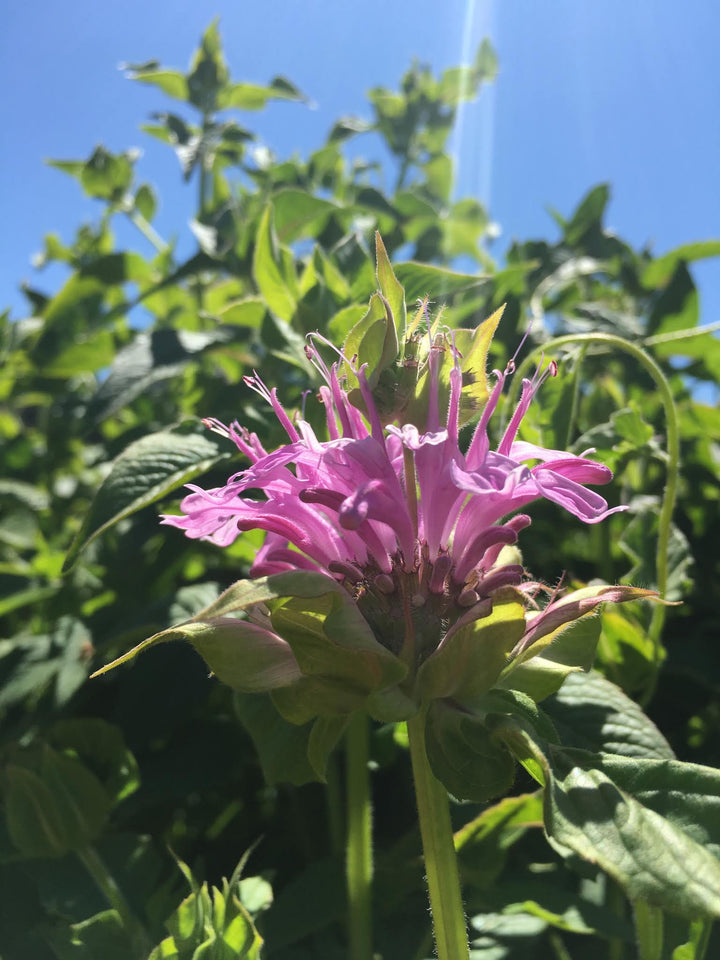Bee Balm aka Wild Bergamot (Monarda fistulosa) Spagyric Tincture (wholesale dosage bottle)