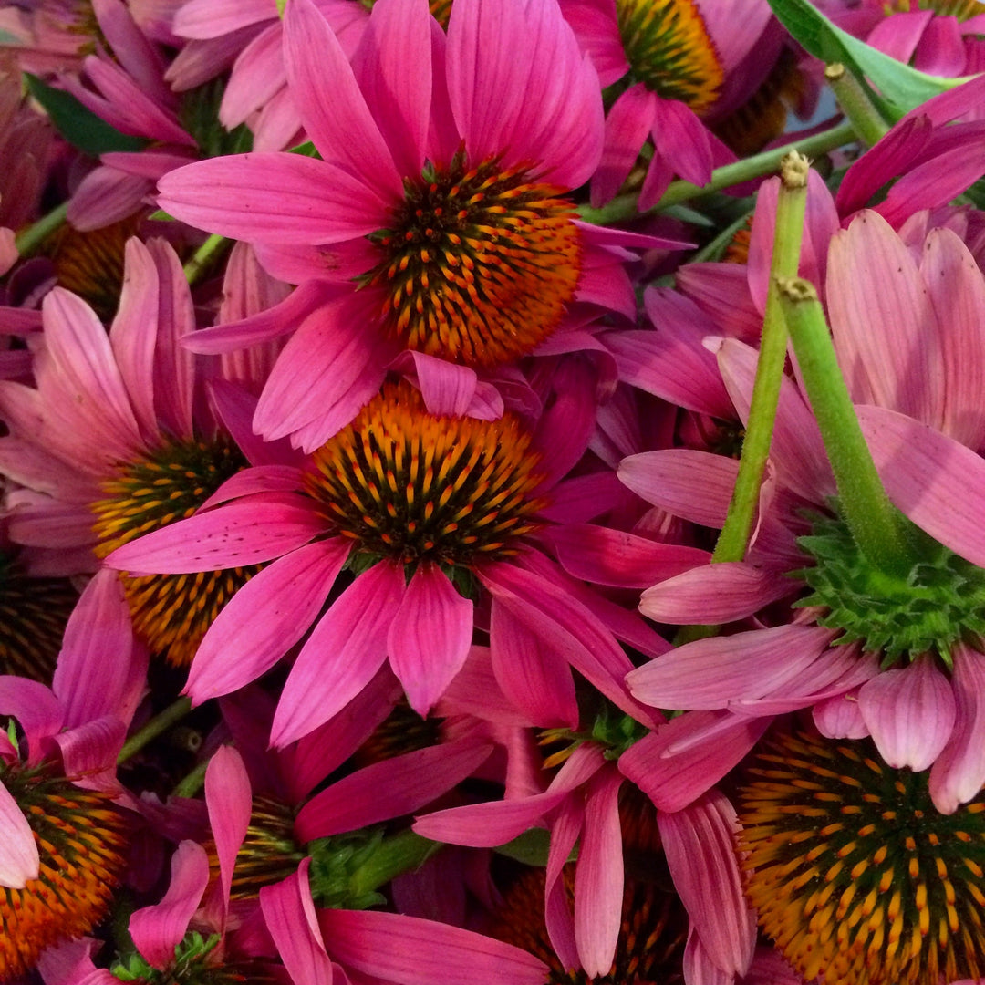 Echinacea flower (Echinacea purpurea) Spagyric Essence (wholesale dosage bottle)