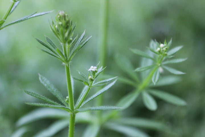 Cleavers (Galium aparine) Spagyric Tincture (wholesale dosage bottle)