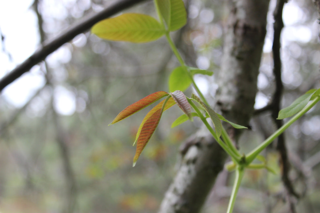 Black Walnut (Juglans nigra) Simple Tincture (wholesale dosage bottle)