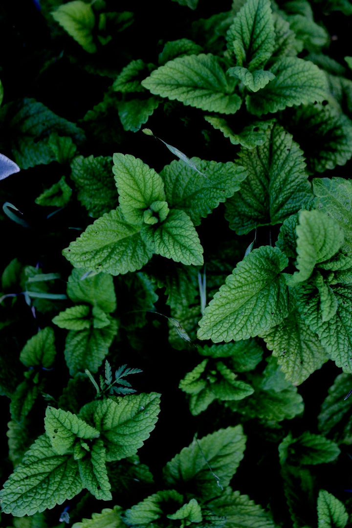 Lemon Balm (Melissa officinalis) Spagyric Tincture (wholesale dosage bottle)