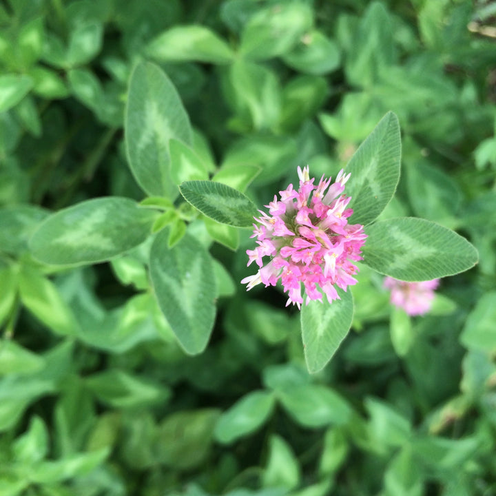 Red Clover (Trifolium pratense) Spagyric Tincture (wholesale dosage bottle)