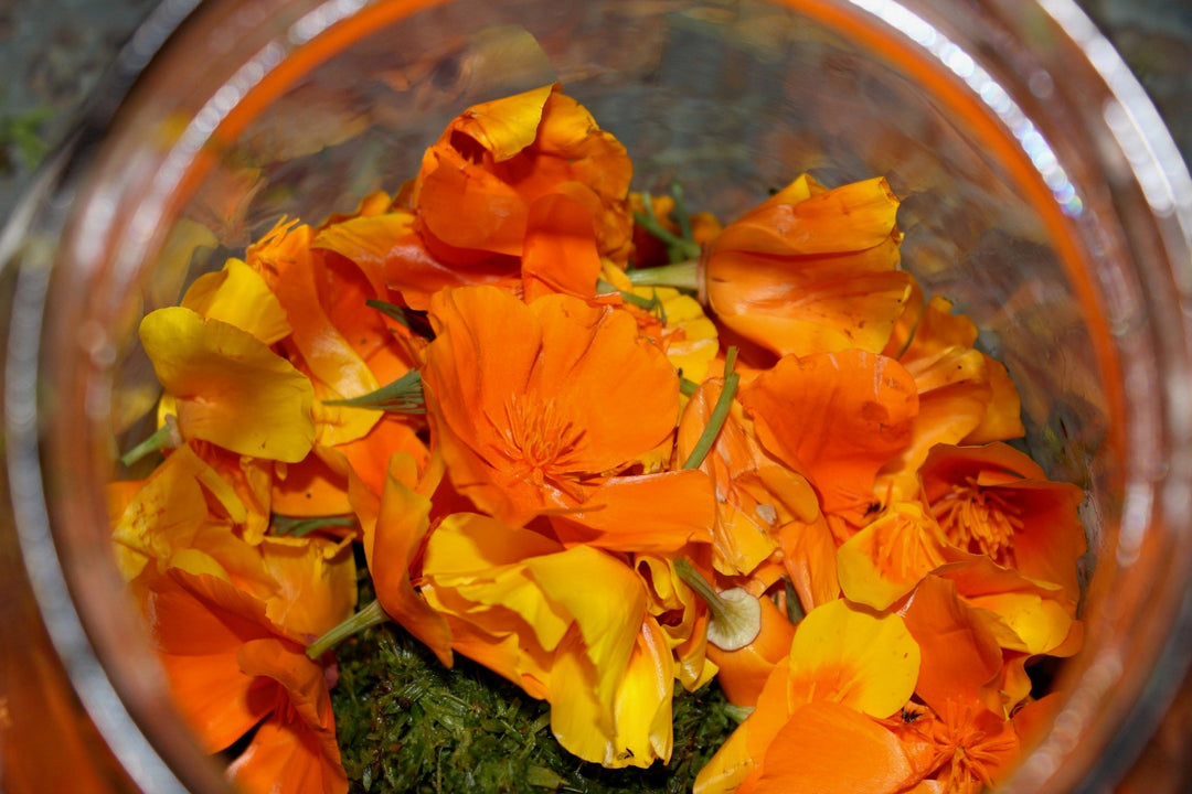California Poppy (Eschscholzia californica) Spagyric Tincture (wholesale dosage bottle)