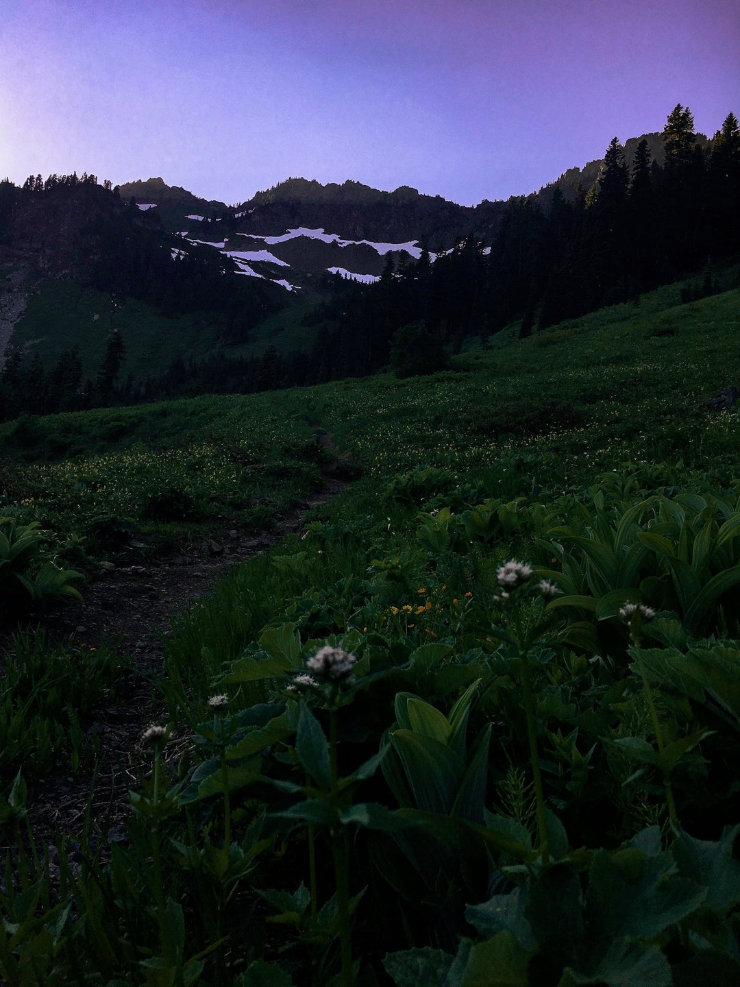 Valerian (Valeriana sitchensis) Spagyric Tincture (wholesale dosage bottle)