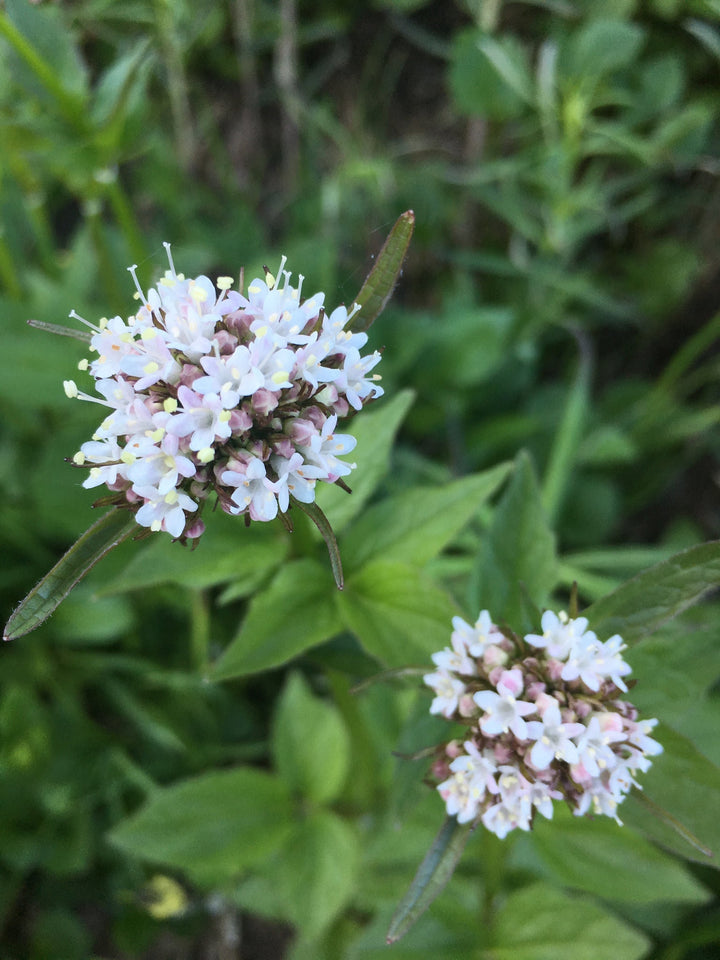 Valerian (Valeriana sitchensis) Spagyric Tincture (wholesale dosage bottle)
